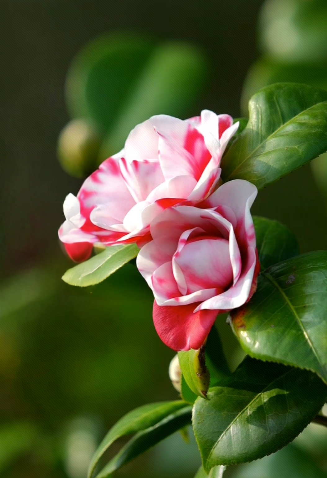 风过惹香飘, 恰似佳人眉锁