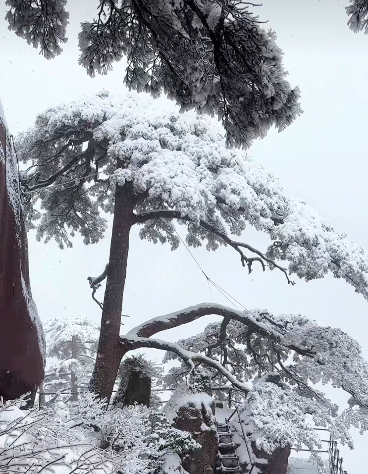 《苏幕遮·黄山雪松》