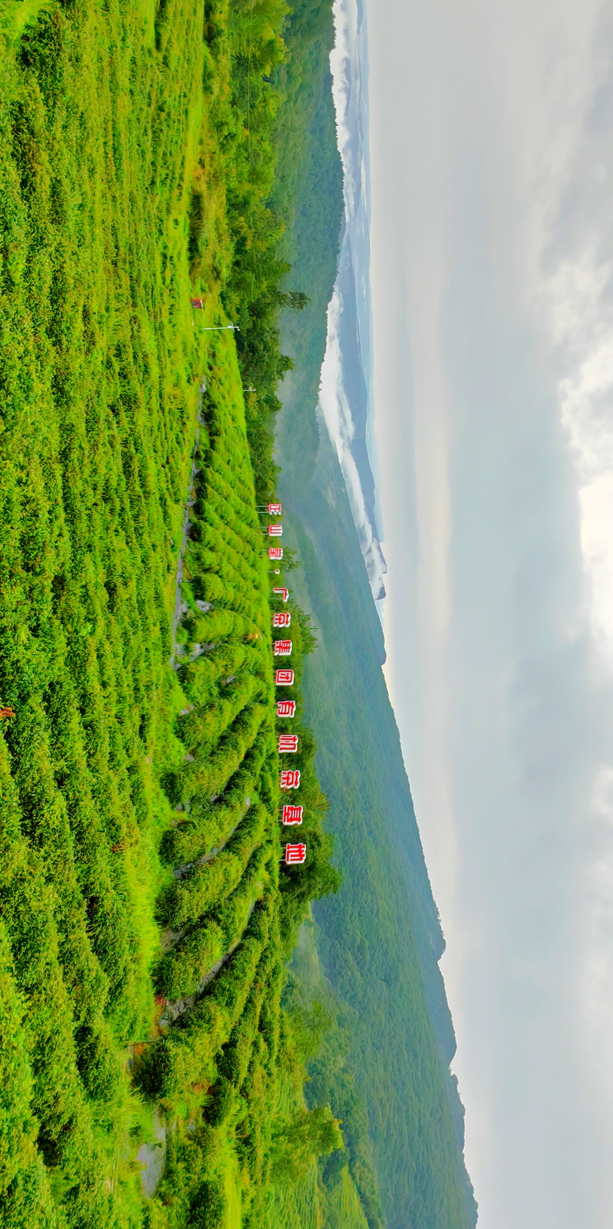 高山云雾出好茶图片