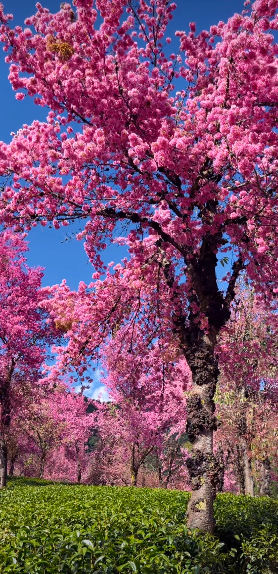 哇,这棵樱花树开得真灿烂,美得让人窒息,就像置身于粉红色的海洋中