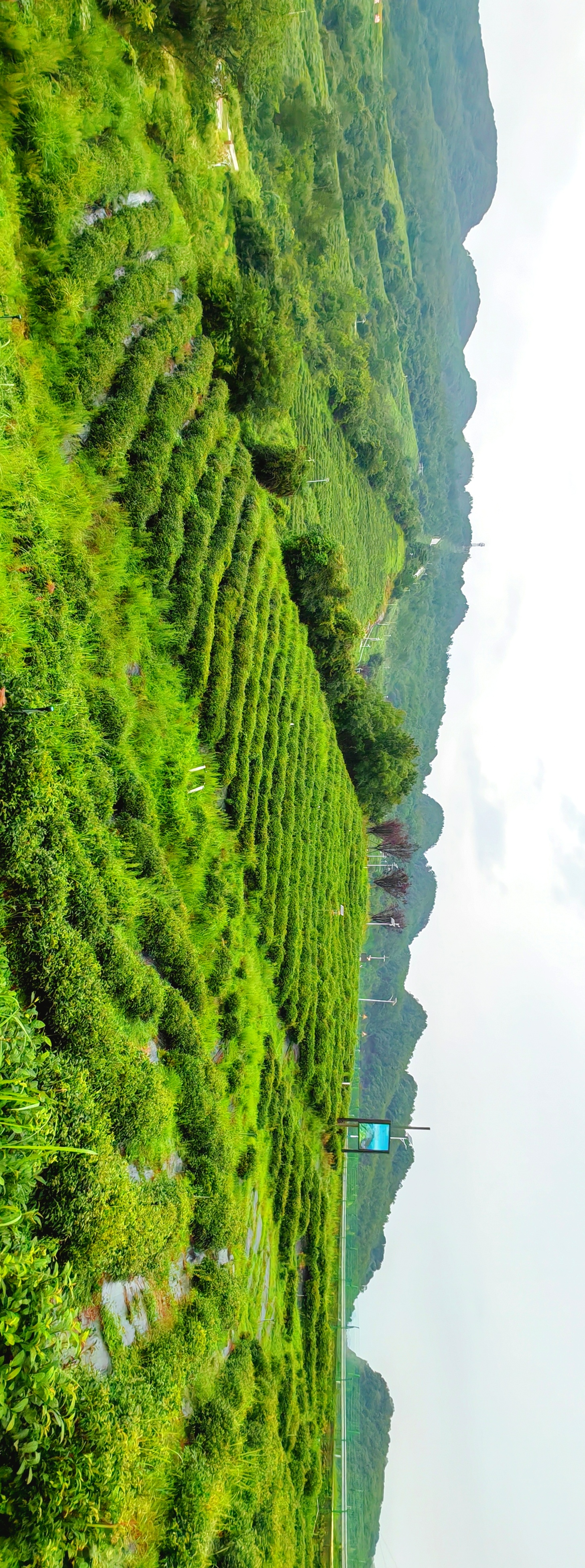 高山云雾出好茶图片