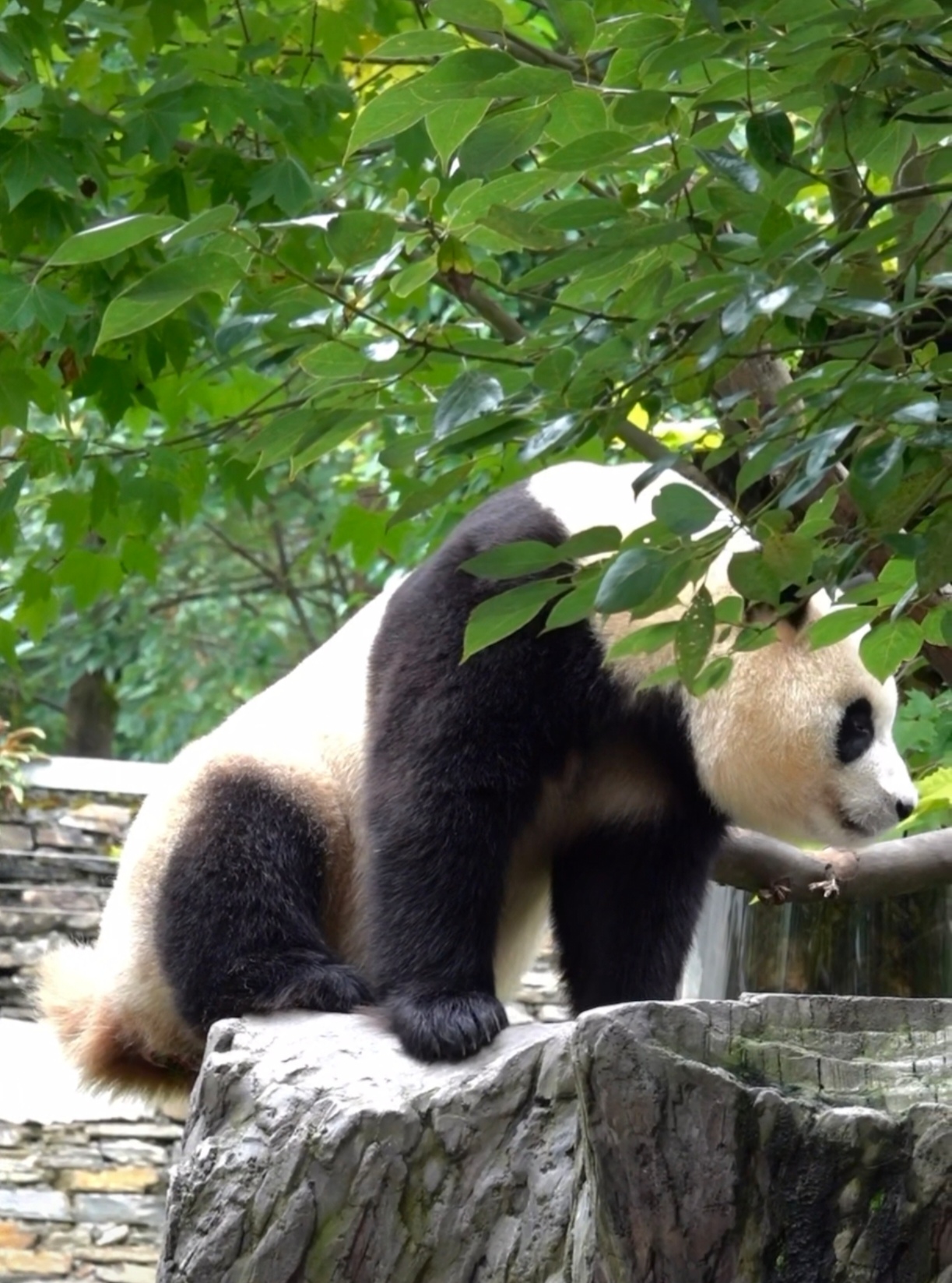 这只熊猫坐在石头上,啃着竹子,好享受啊!