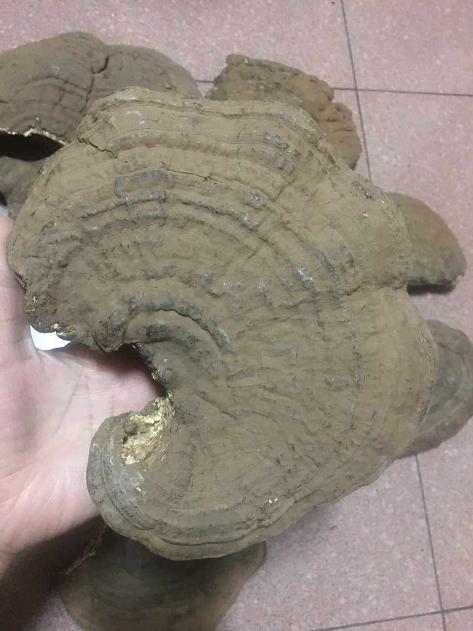 在线求助:有谁知道,这是灵芝发霉了,还是那种所谓的木灵芝?