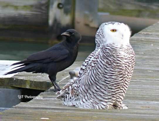 雪鸮和乌鸦在一起的画面