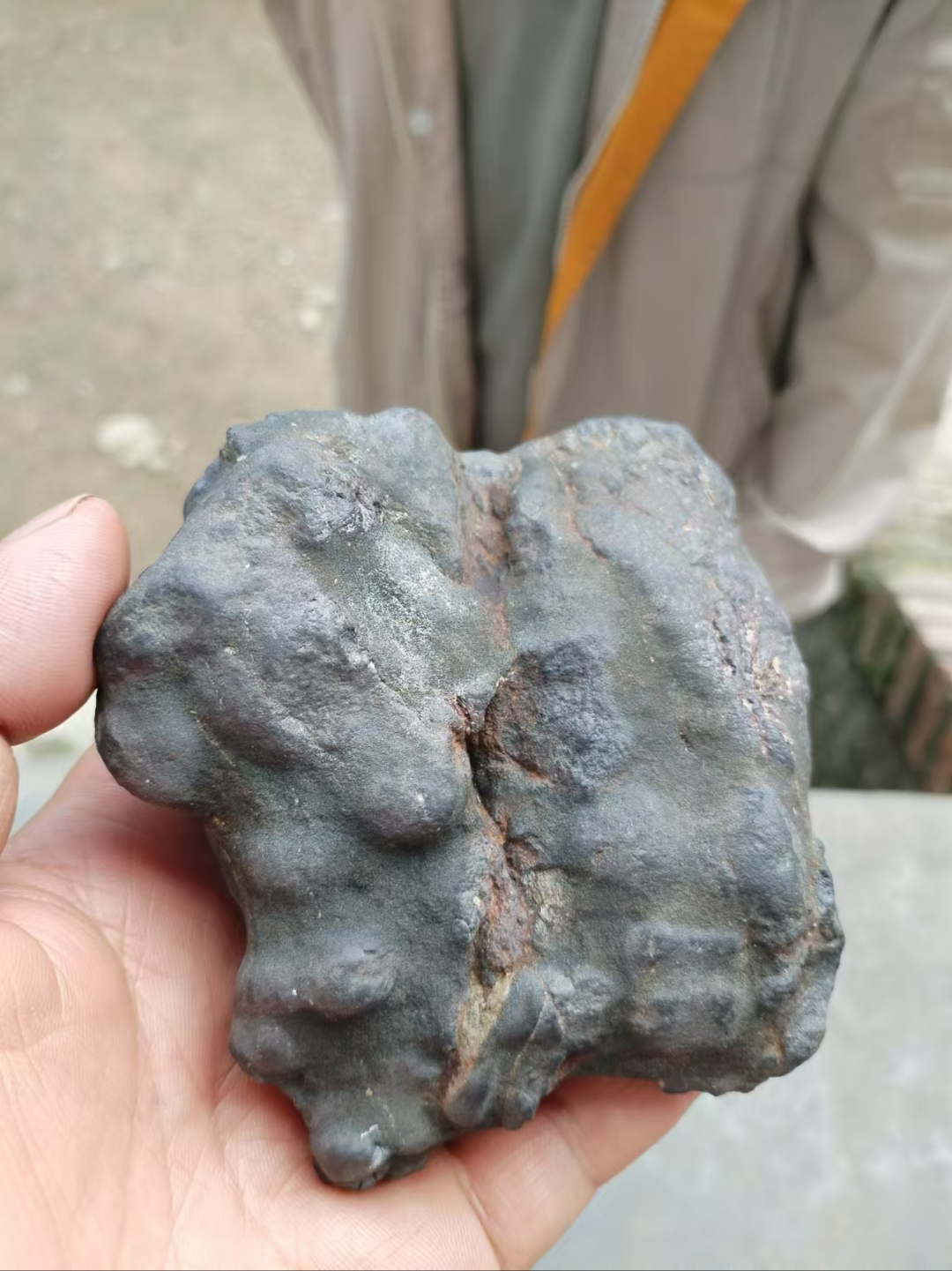石炭纪图片