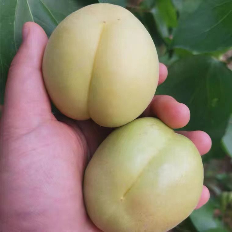 唐山特产香白杏,嫩滑爽口,美味好营养.[赞同][赞同]