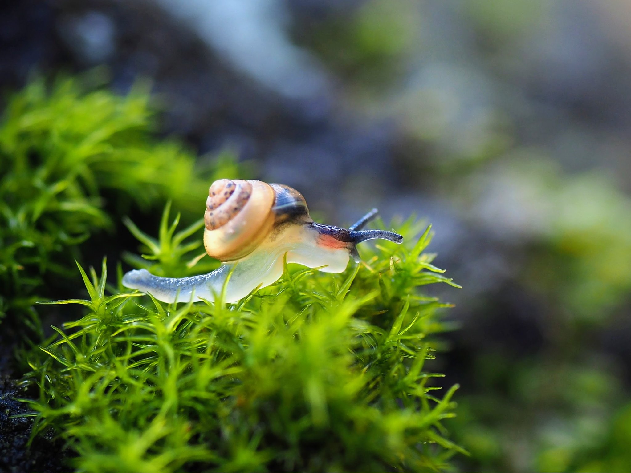 一只美丽的蜗牛,正行走在苔藓上.