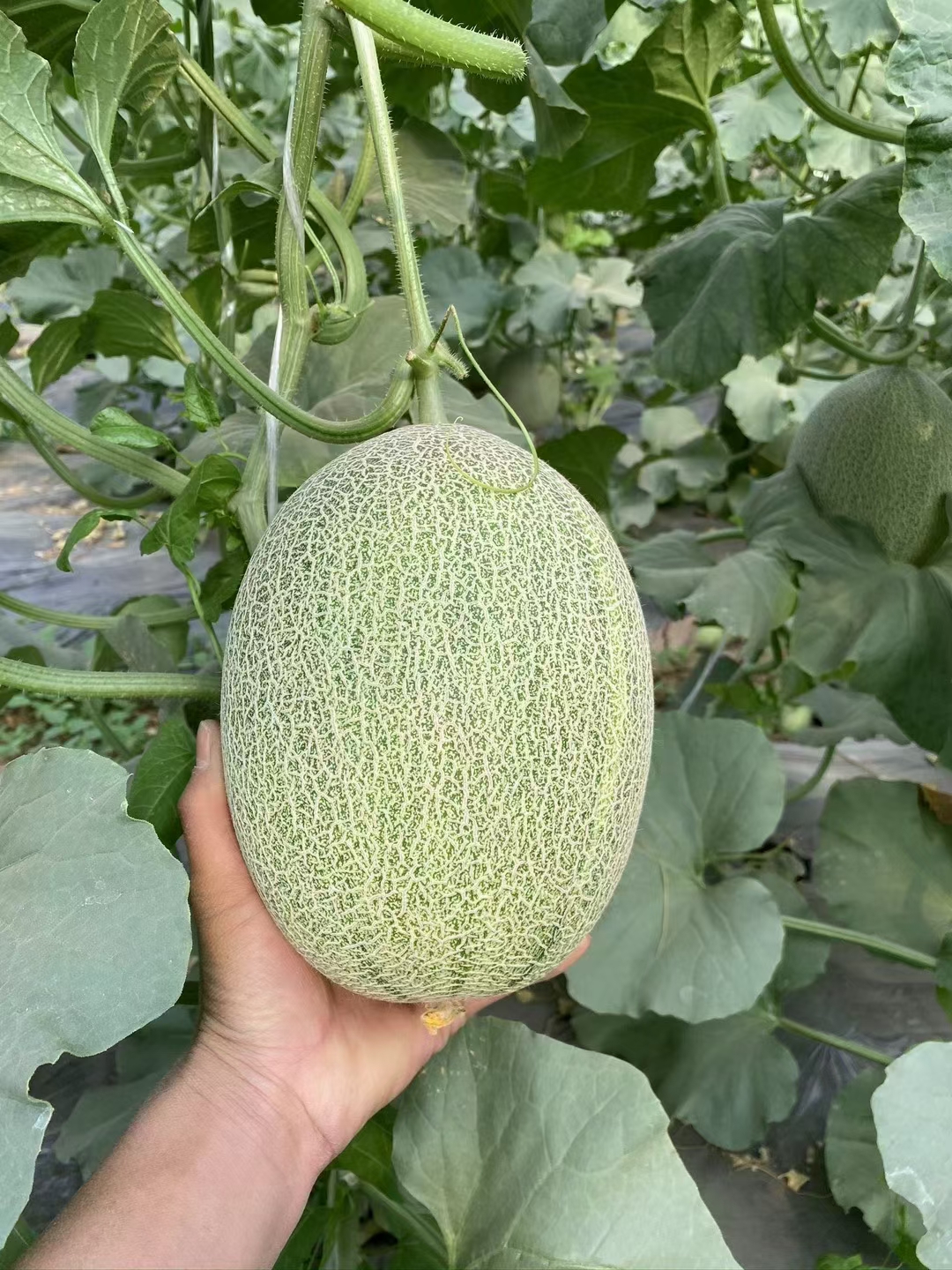 西州蜜25号哈密瓜新鲜采摘,香甜可口,包邮到家.