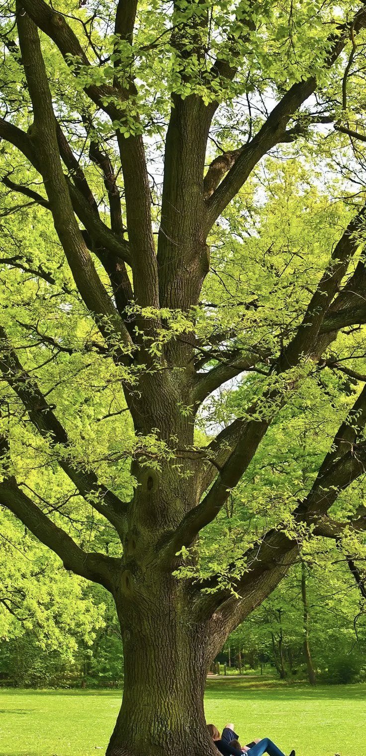 好一颗枝繁叶茂的树木