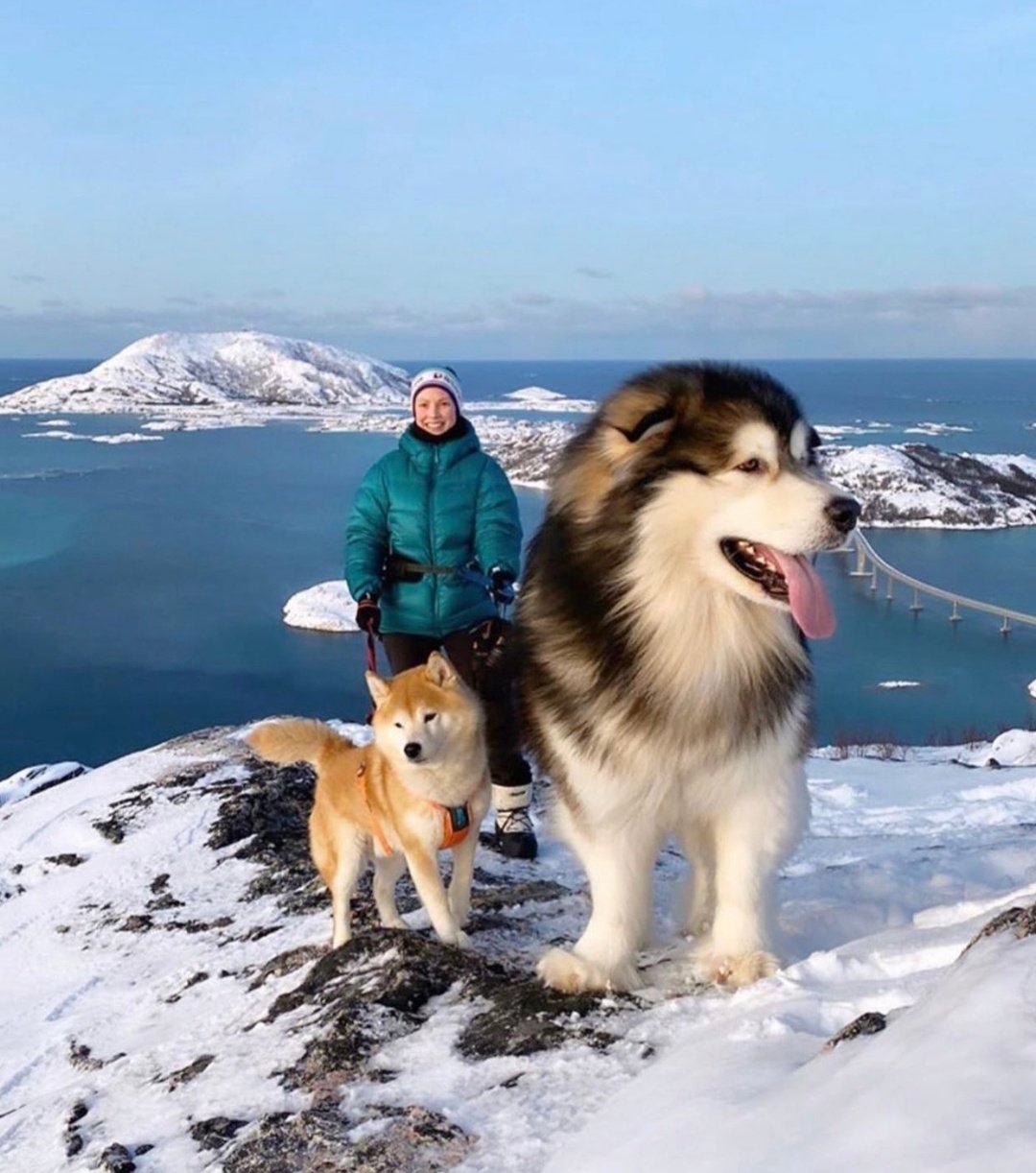 妈妈和猛犬阿拉斯加图片