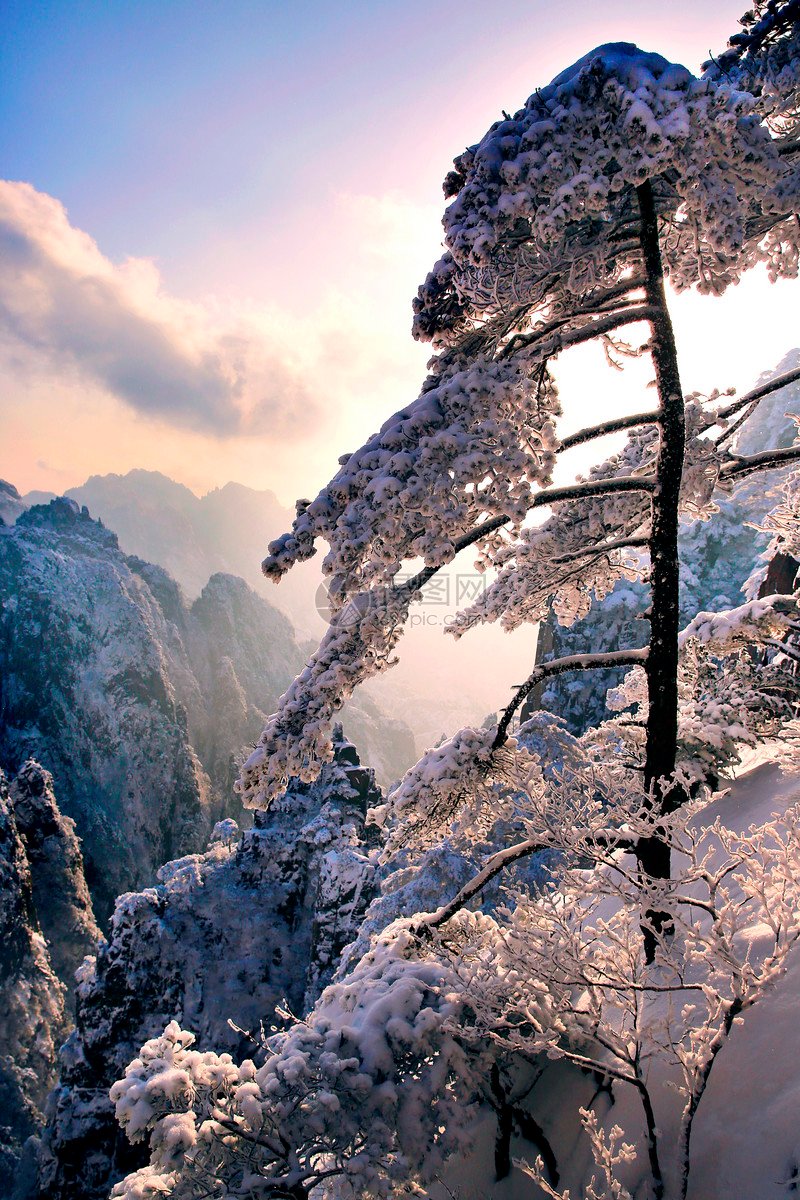 雪中的迎客松见过吗? 这里是黄山