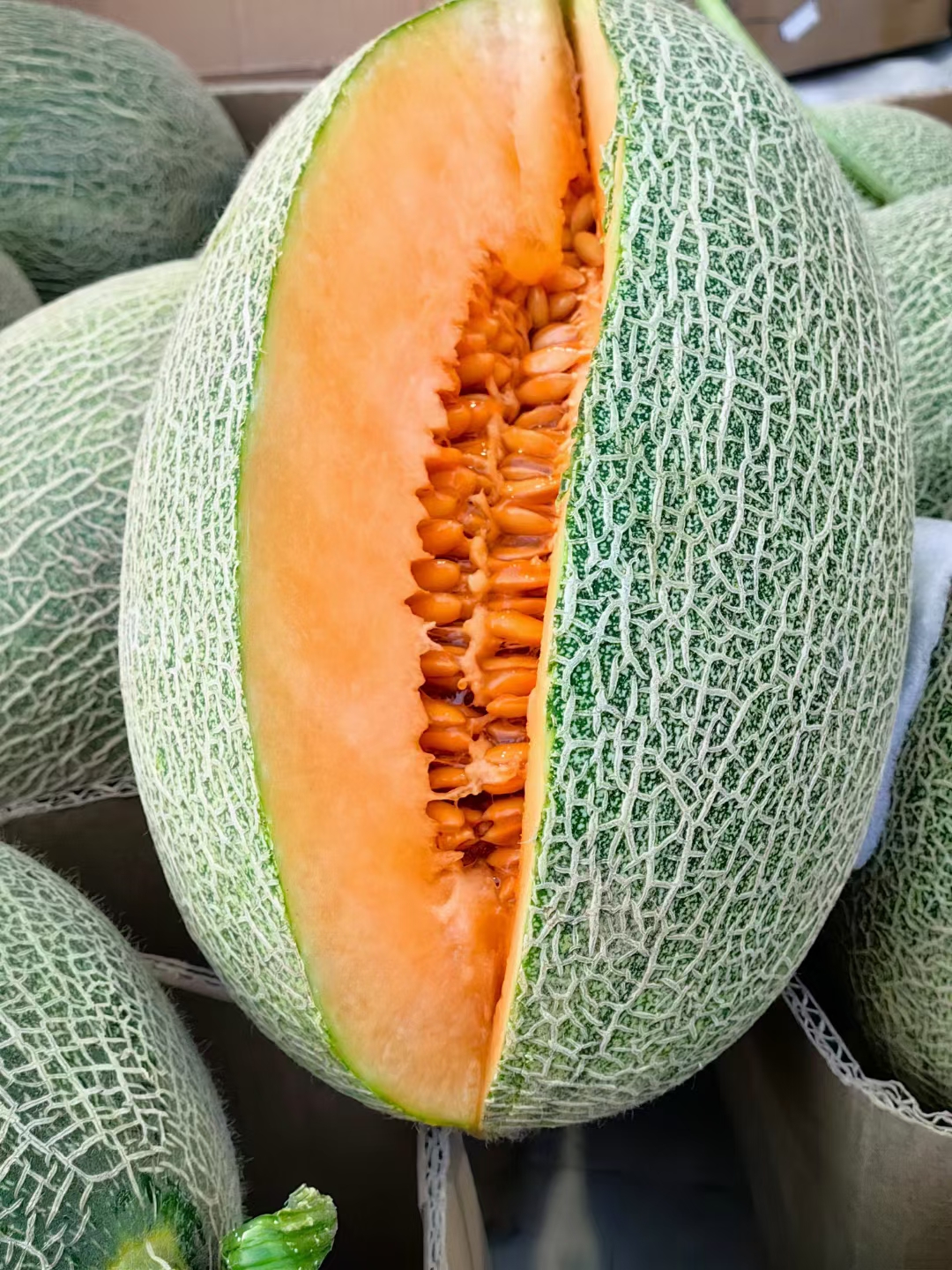 西州蜜25号哈密瓜新鲜采摘,香甜可口,包邮到家.