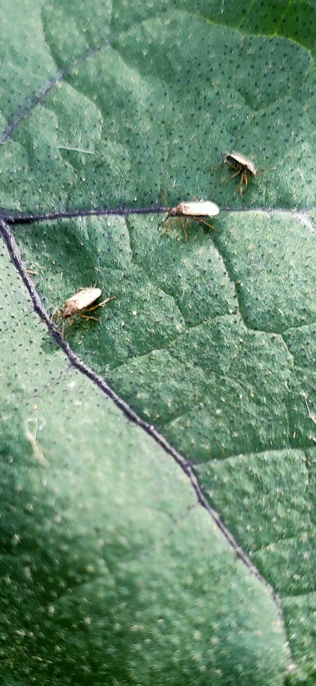 朋友们有认识这是什么虫子吗?