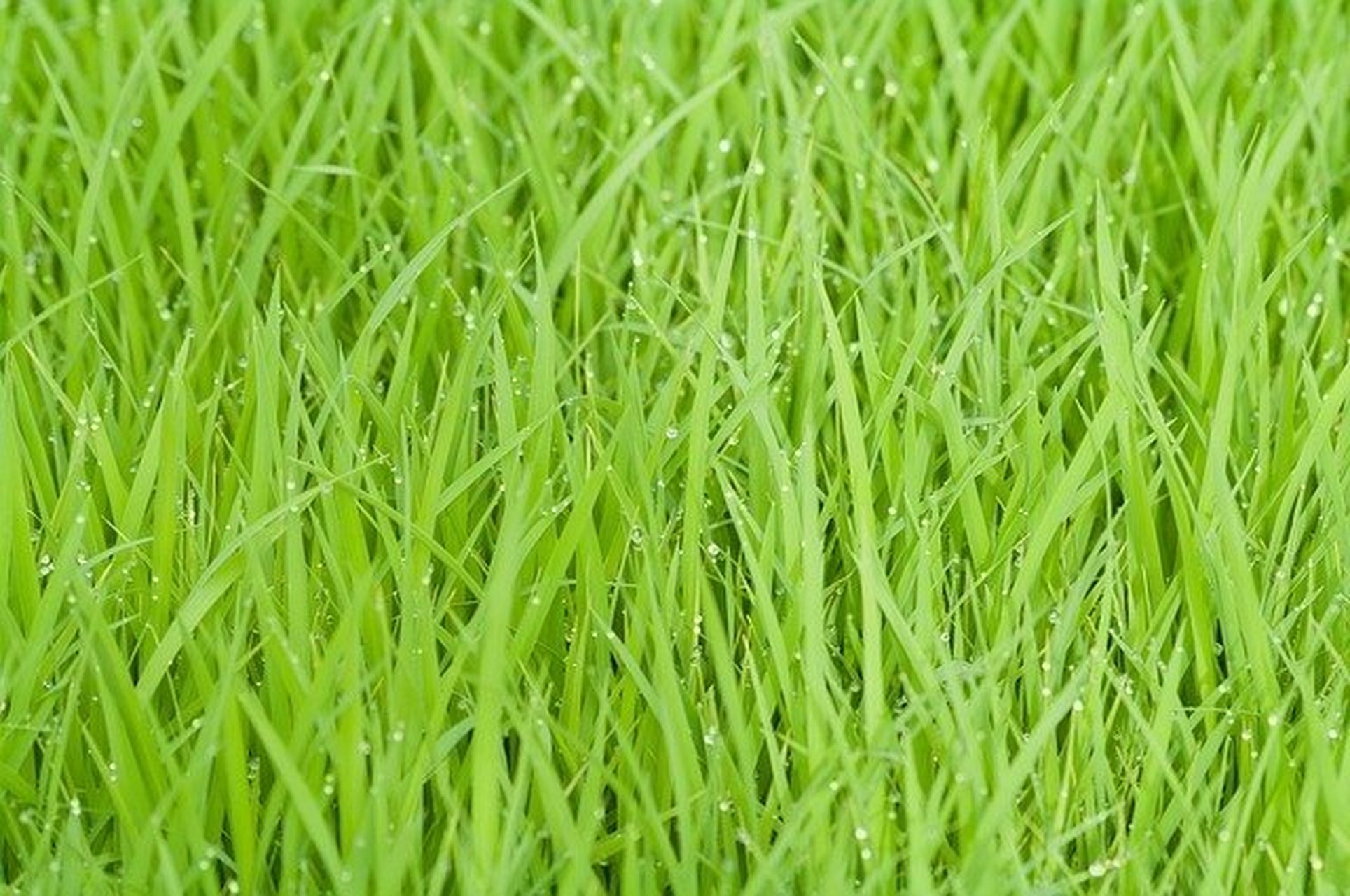希望的田野 山脚下,禾苗一片片, 在晨光普照下, 滴滴水珠滚动在叶面.