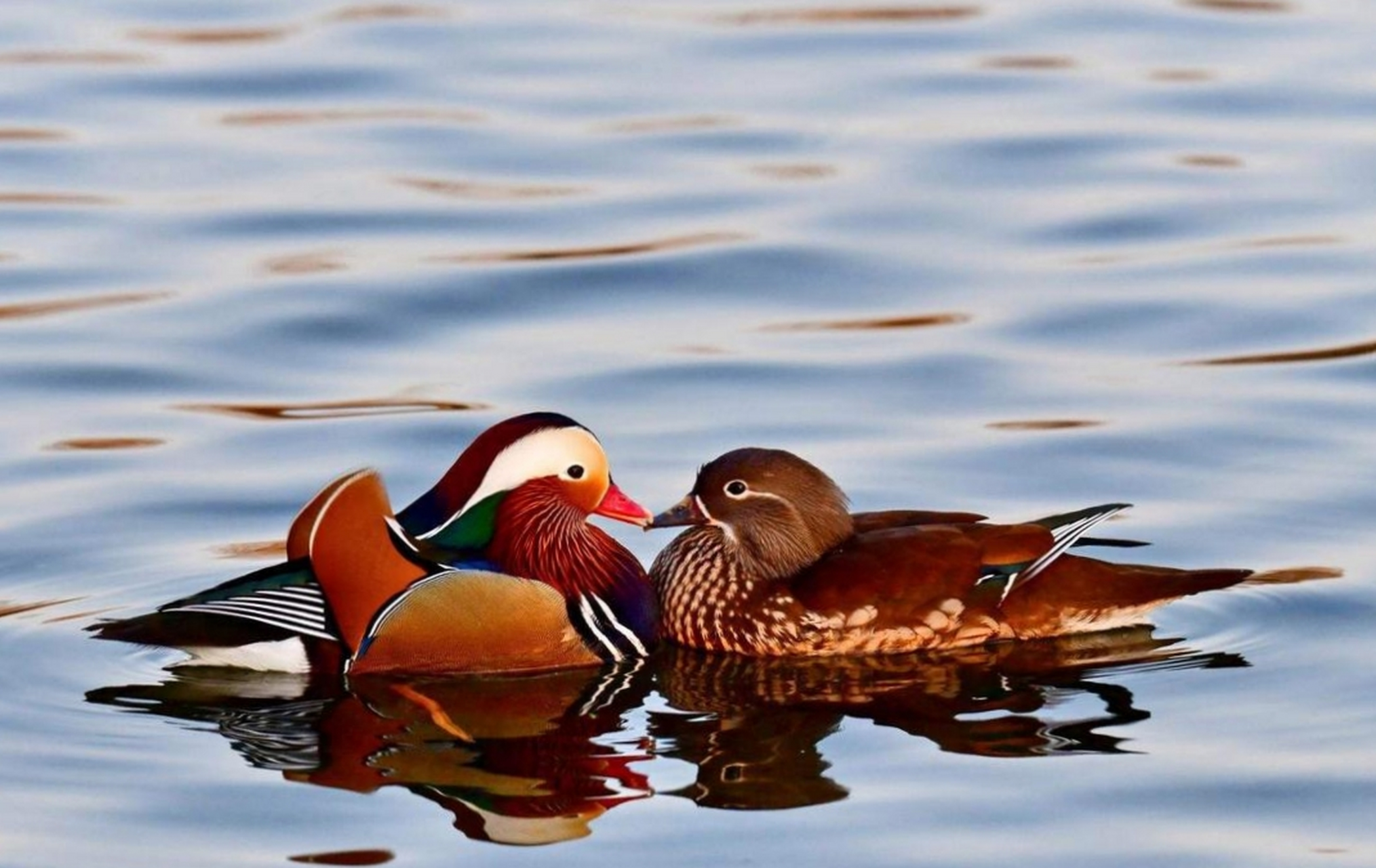 只羡鸳鸯不羡仙