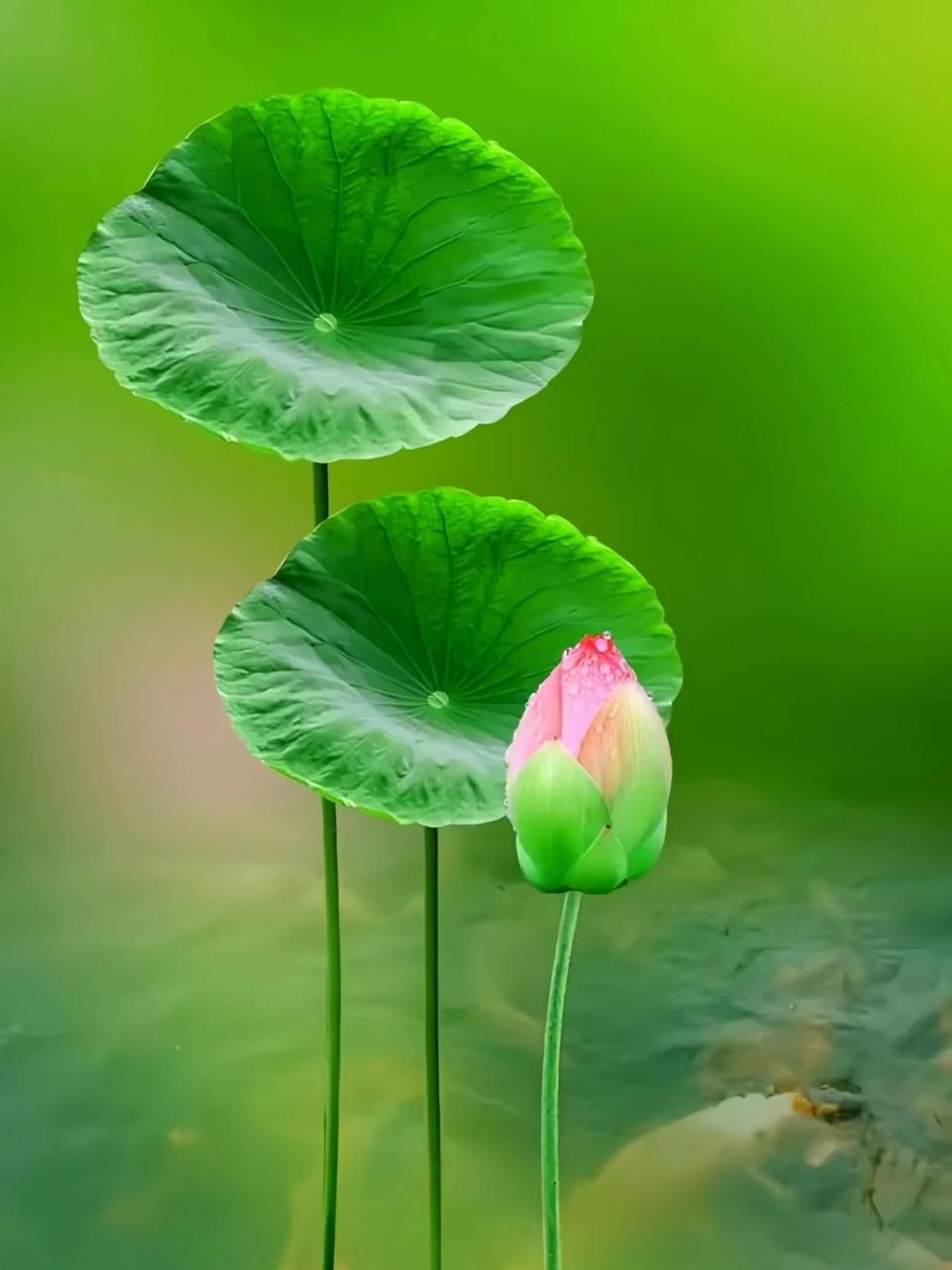 好运莲莲  一花一世界 一叶一菩提