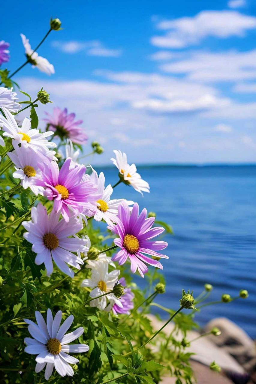 碧海蓝天下的花儿