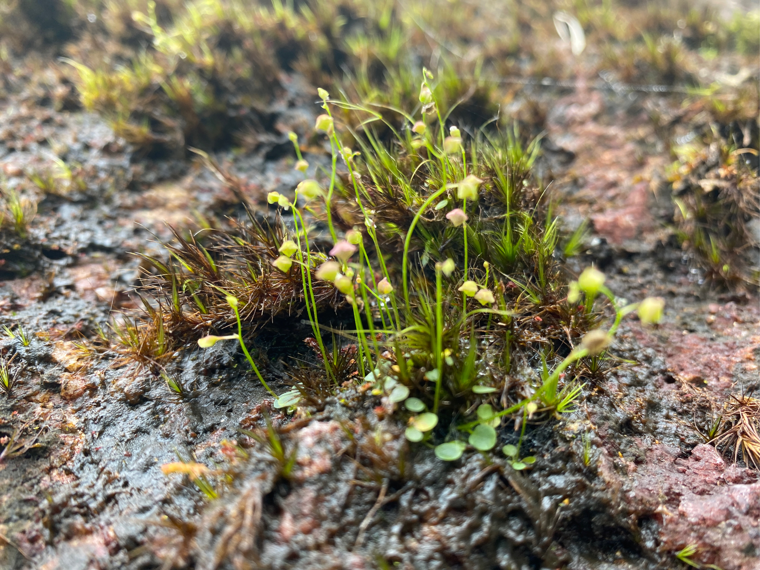 苔藓植物门代表植物图片