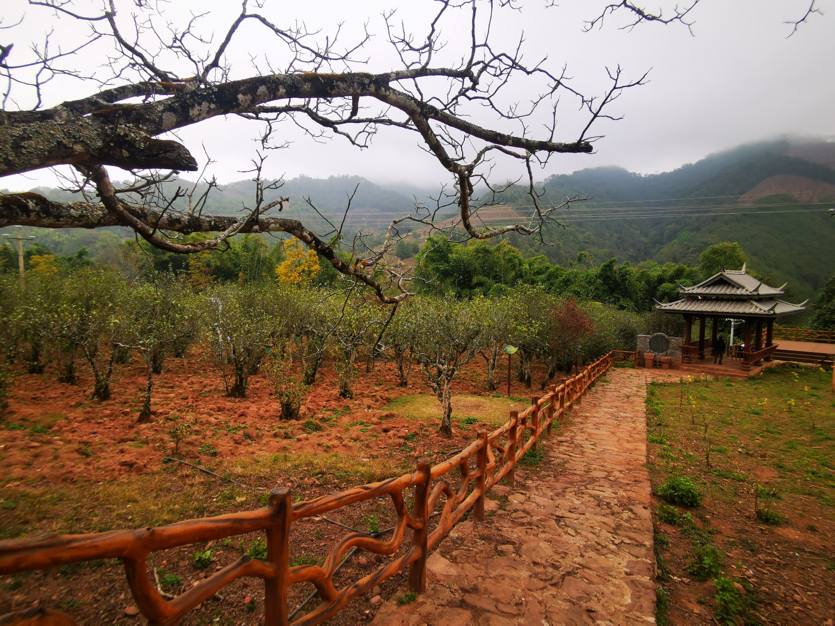在云南省普洱市景谷县民乐镇这片丰饶的土地上,茶叶与自然,人文和谐