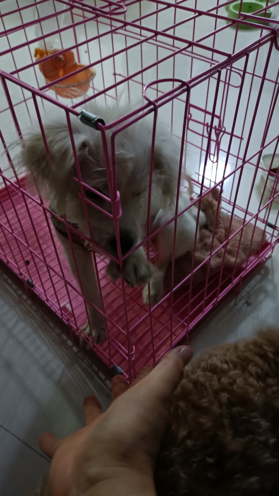 白色的好像是小狼崽