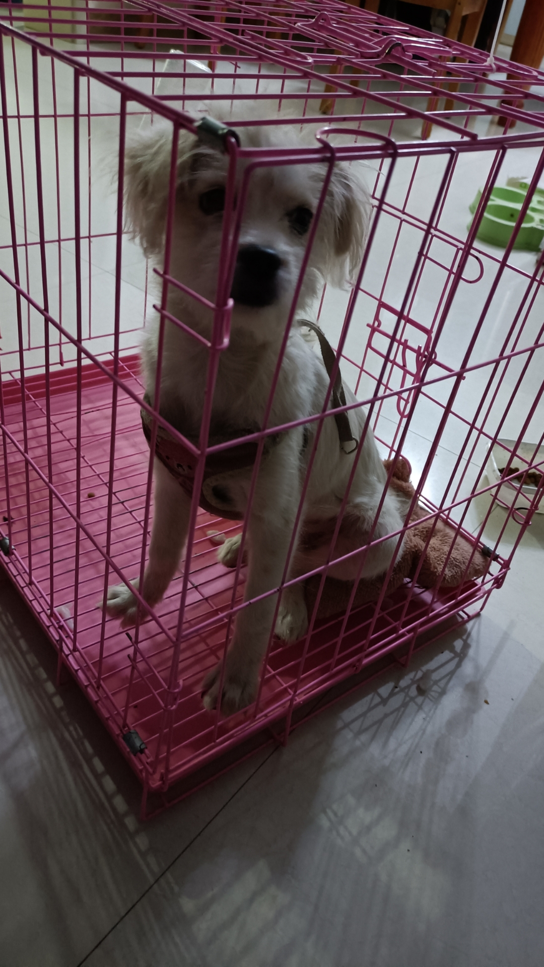 白色的好像是小狼崽