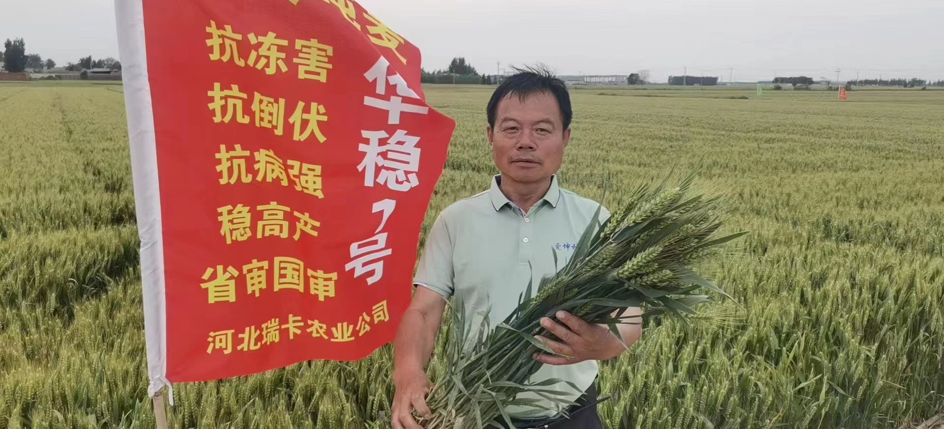 中国吨麦:懒汉吨麦,华稳1号新品种