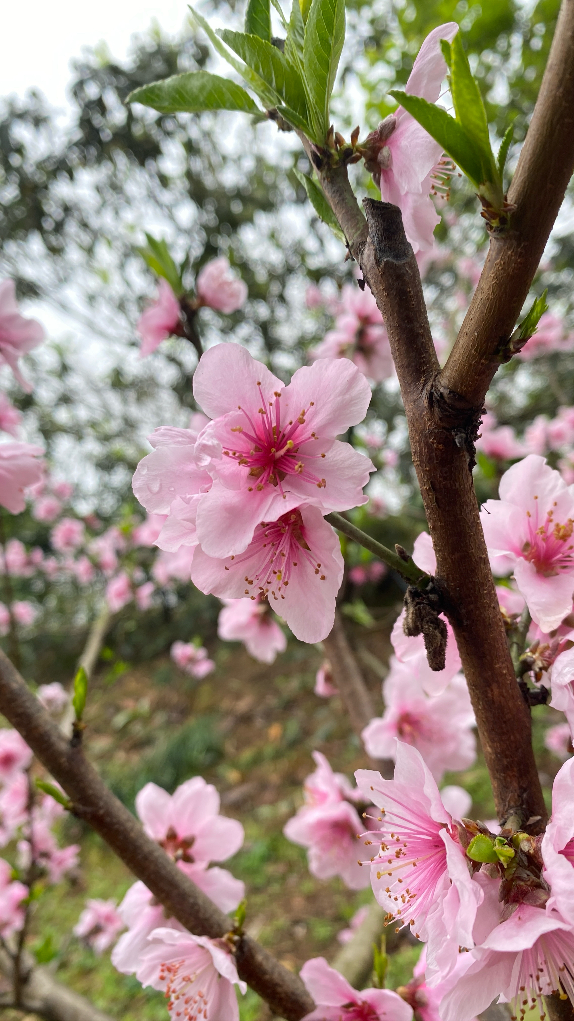 壁纸梦幻桃花林图片