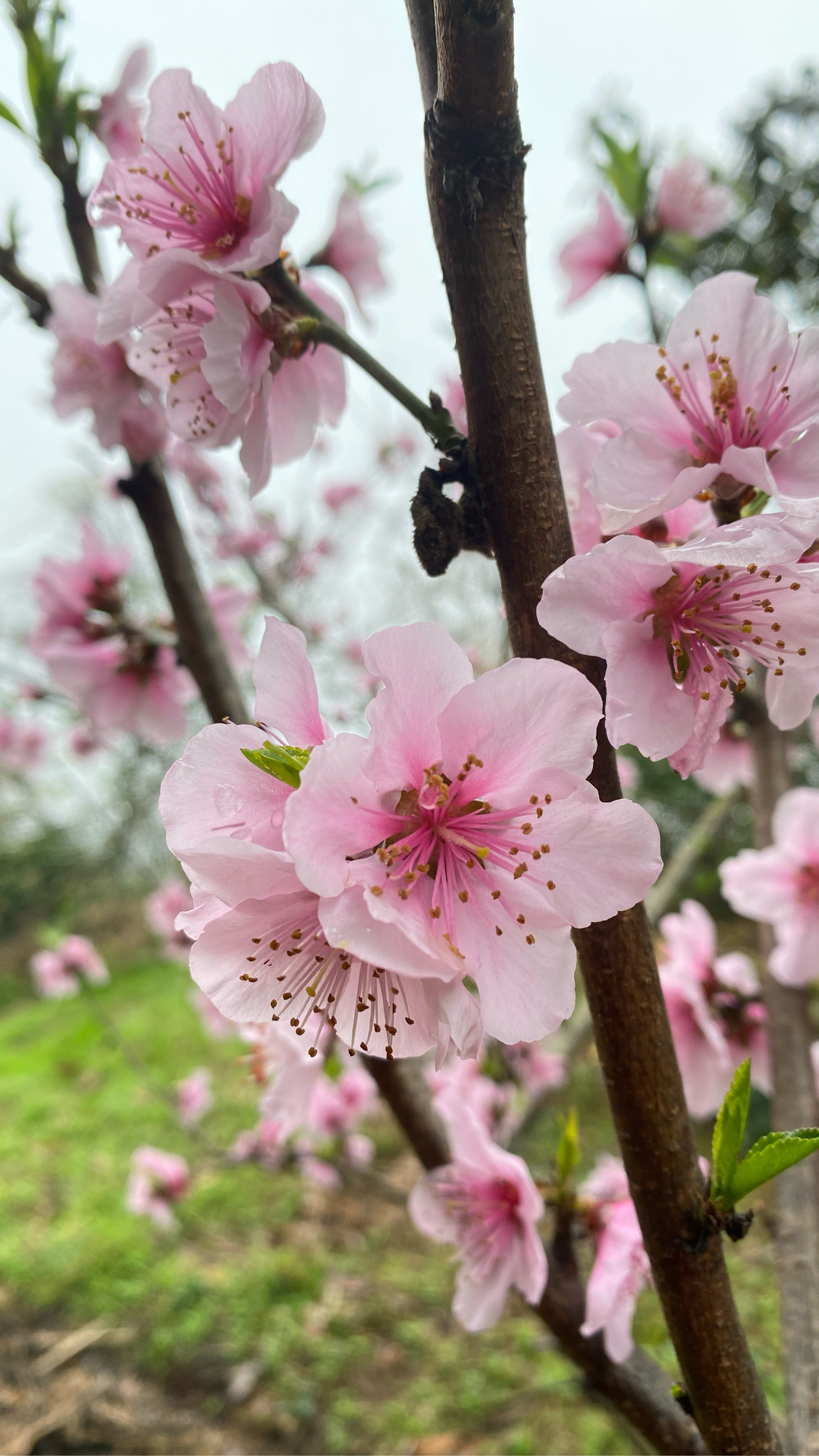 桃花林:春日的诗意画卷 春天,是桃花盛开的季节.