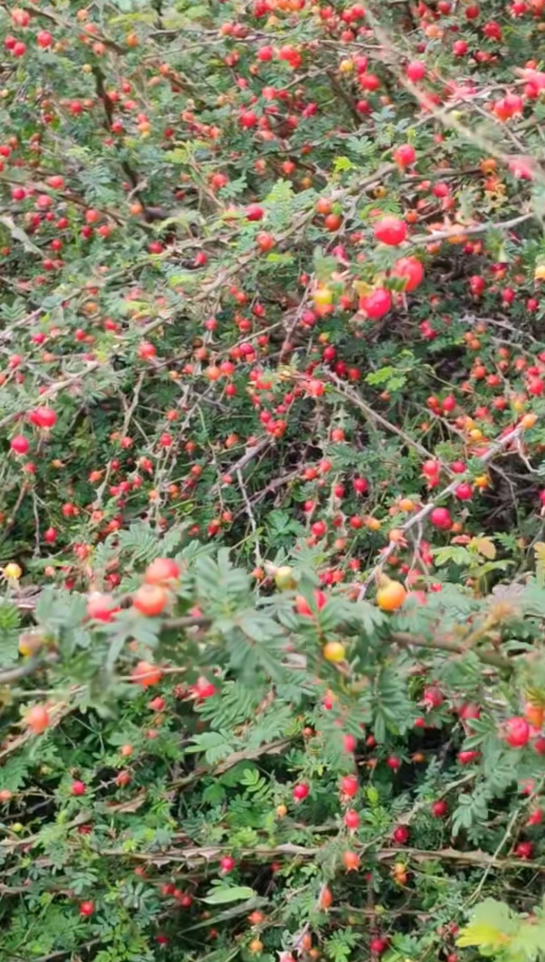 和哥哥一起上山采蘑菇看到了这种野果,能不能吃呀?这叫什么名字呀?