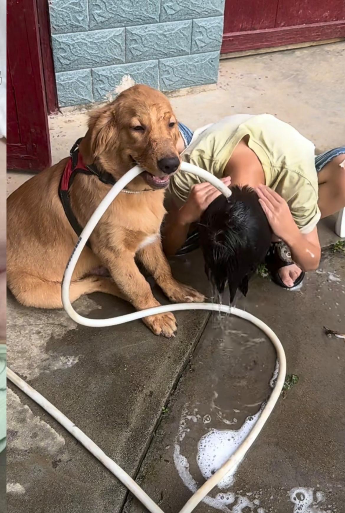 你看,我要洗头,让狗狗帮忙叼水管,这种事都习以为常了