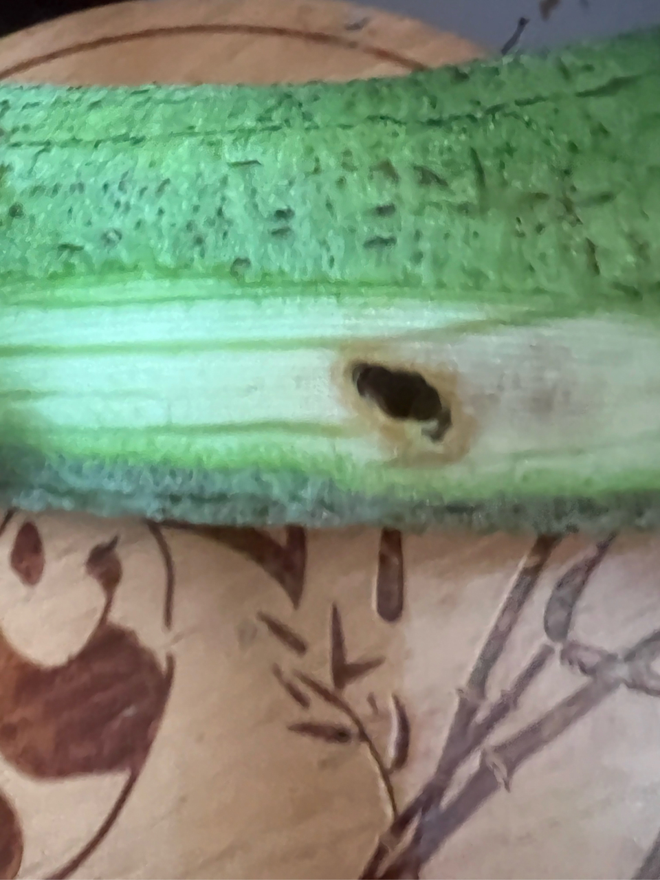 这根烂了的丝瓜,却让我感叹时光的流逝,生活的变迁.