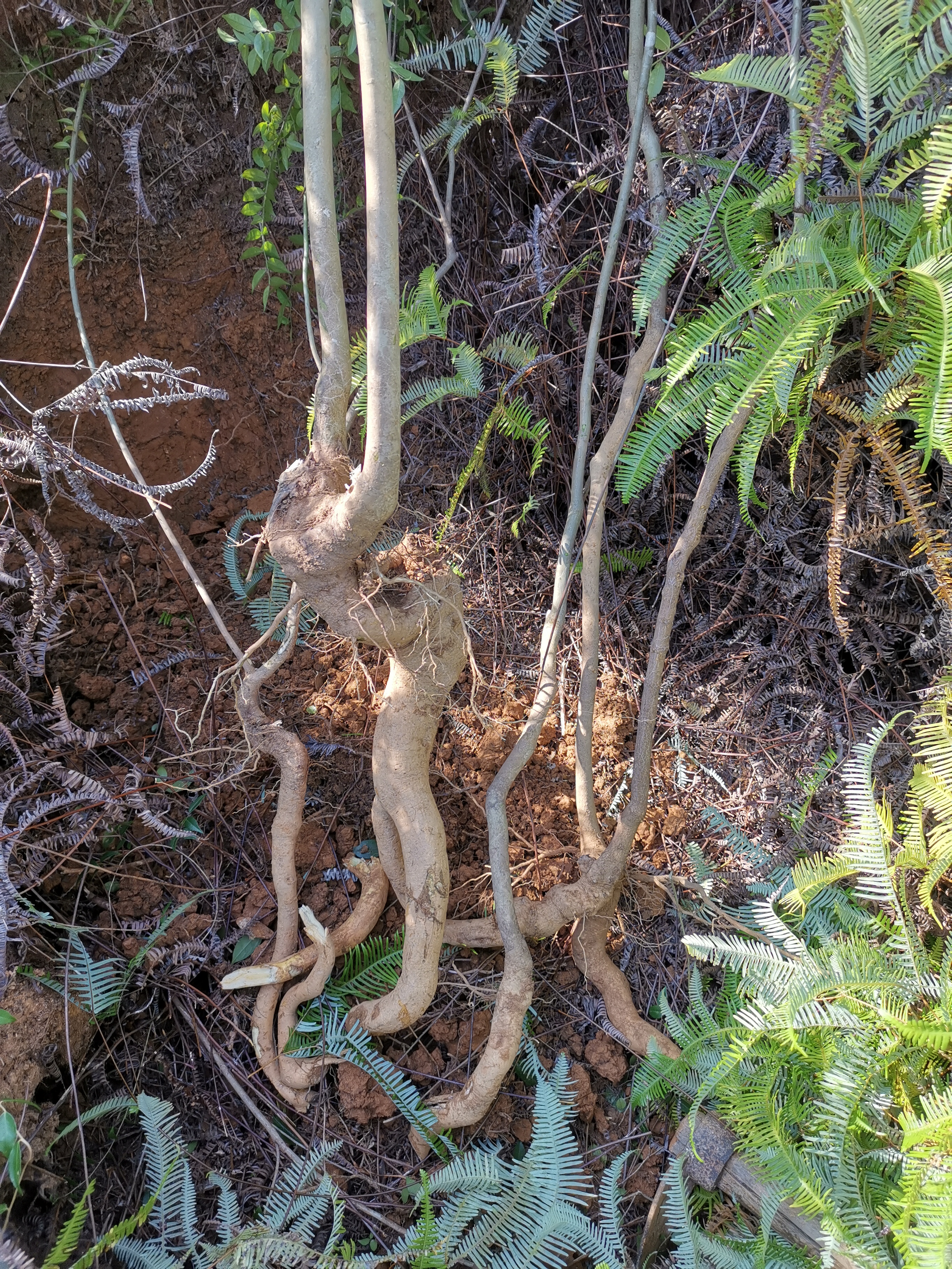 毛冬青图片草药图片