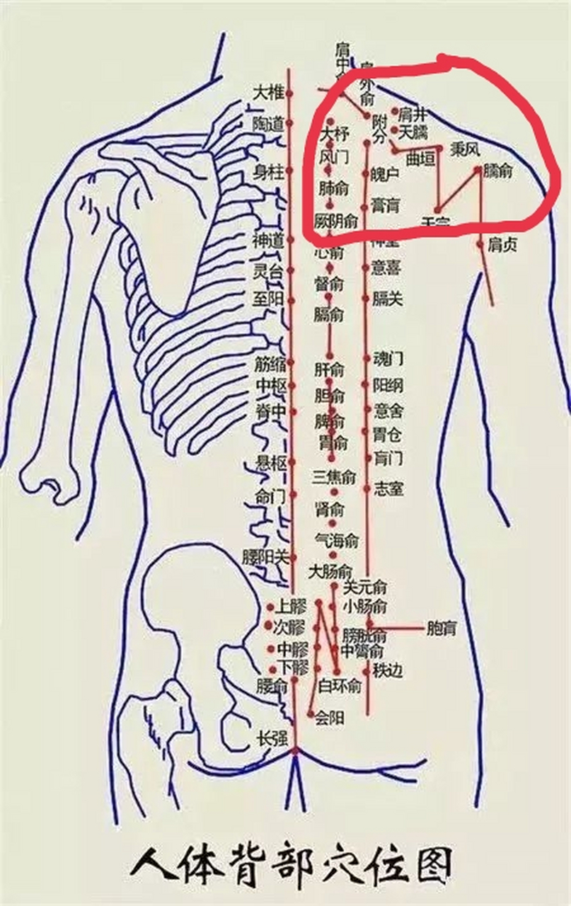 落枕,肩周炎,脸上有色斑肩部穴位一览图.