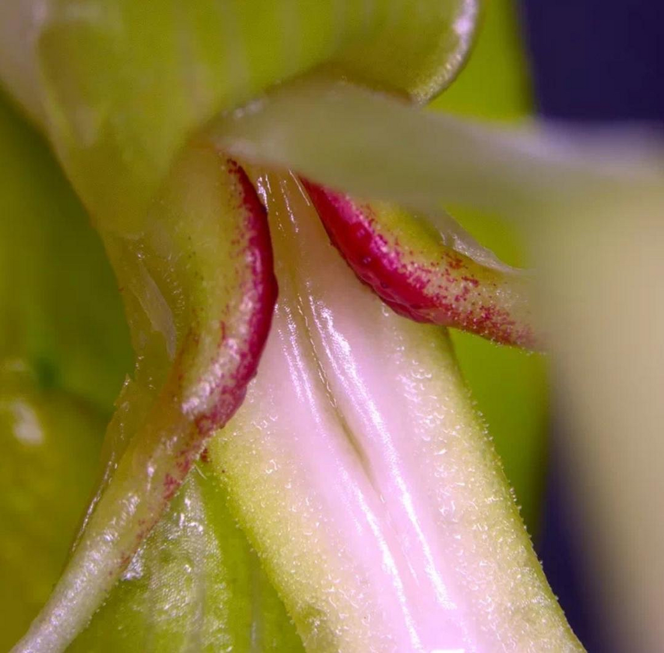 豆蔻,一种草木植物,在春末夏初开花,花成穗状,最初为嫩叶所卷,叶渐展