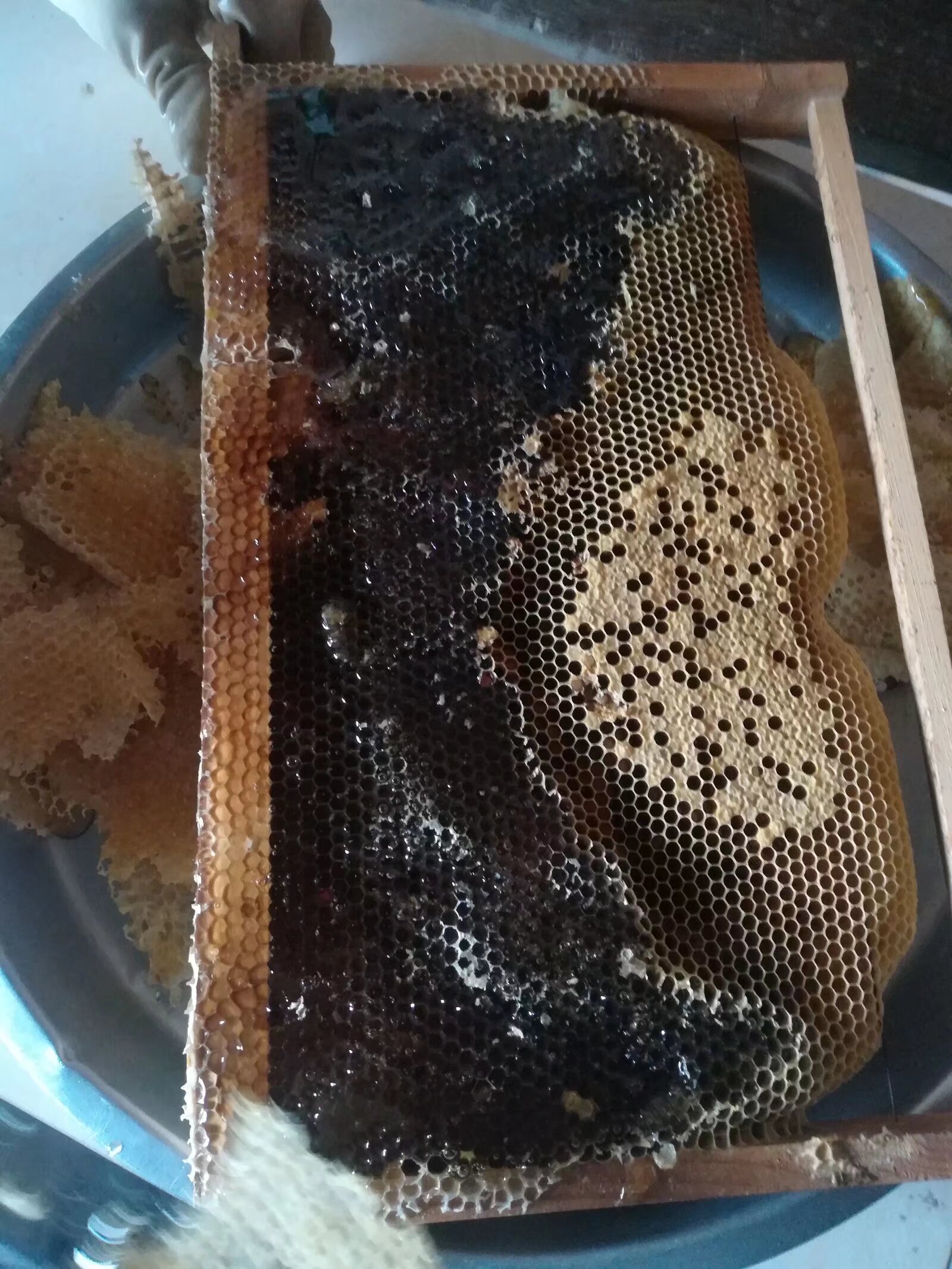 梦见蜜蜂和蜂巢是什么意思(做梦梦见蜜蜂和蜂巢)