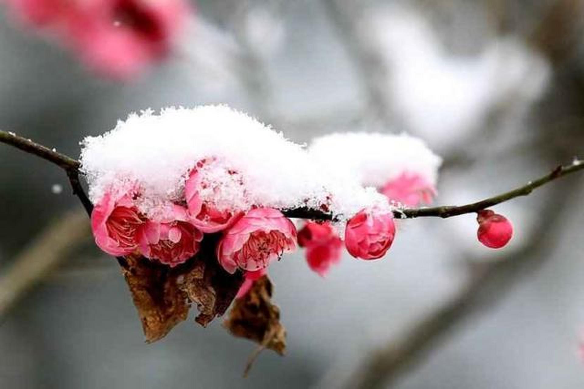 寒雪傲梅  北风萧萧雪花飘 一支红梅风中摇 好似军中花木兰 不言冰寒