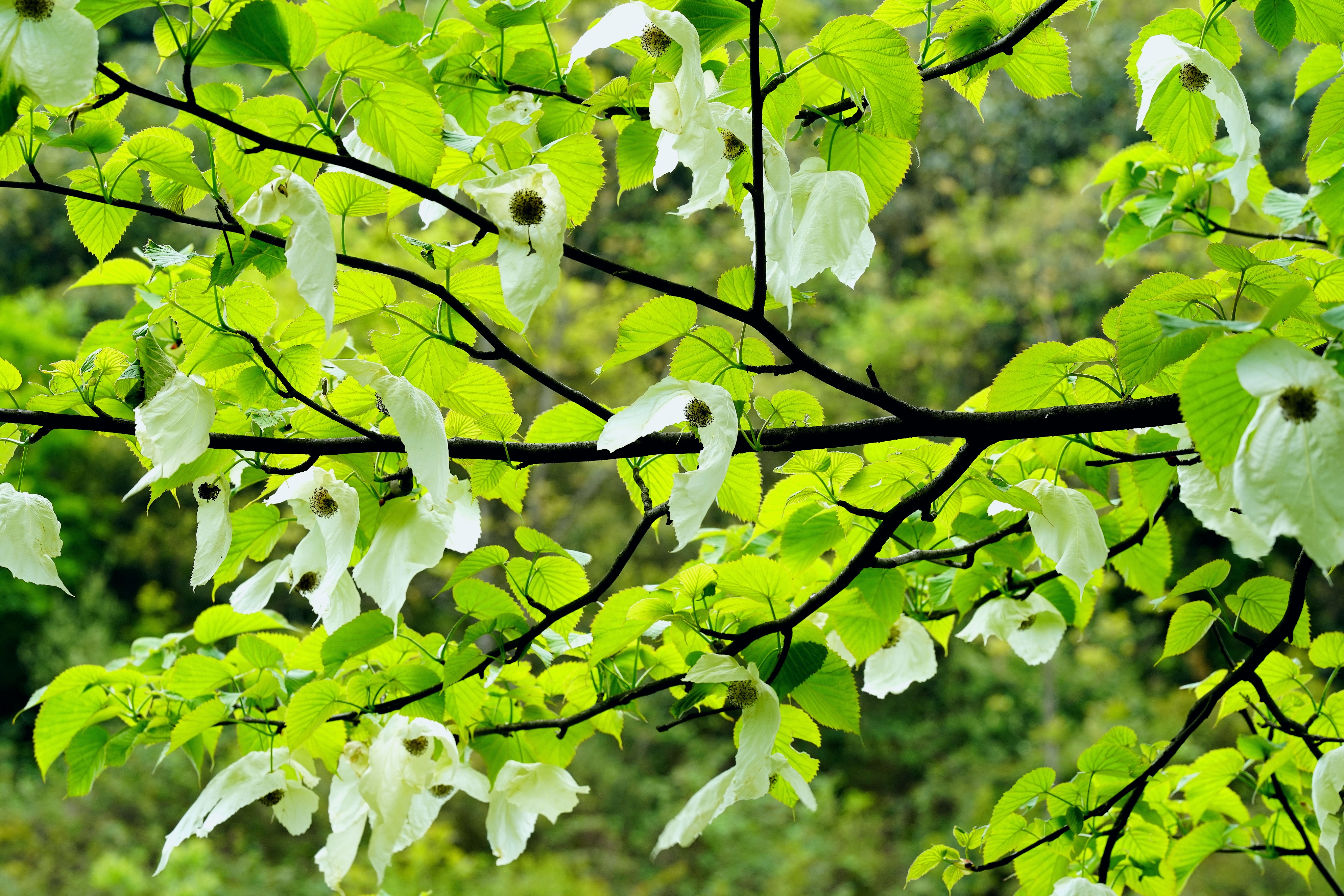 镇雄县的野生珙桐树开花啦!
