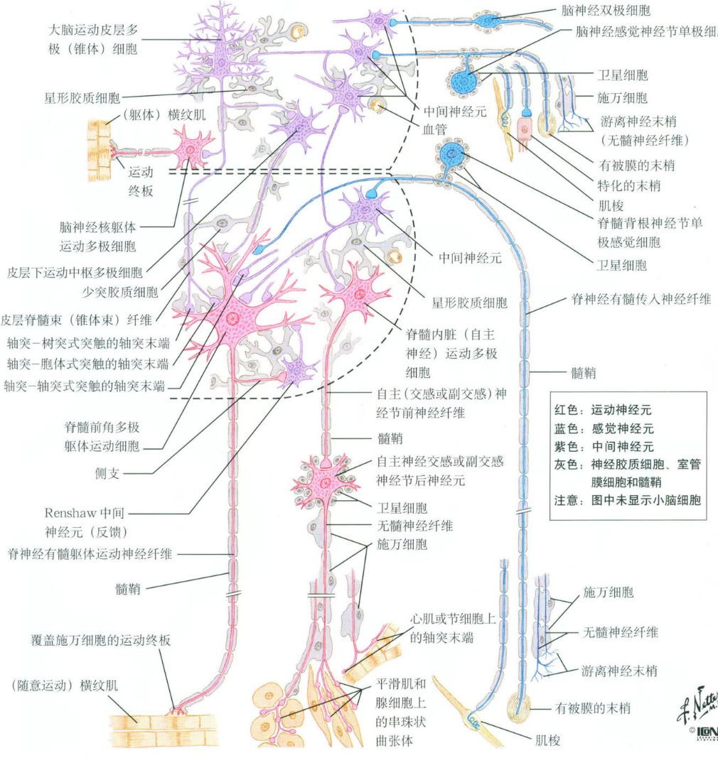 人工神经元结构图图片