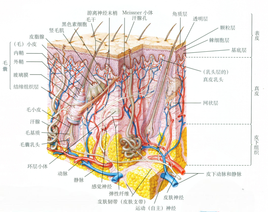 皮肤真皮层结构图图片