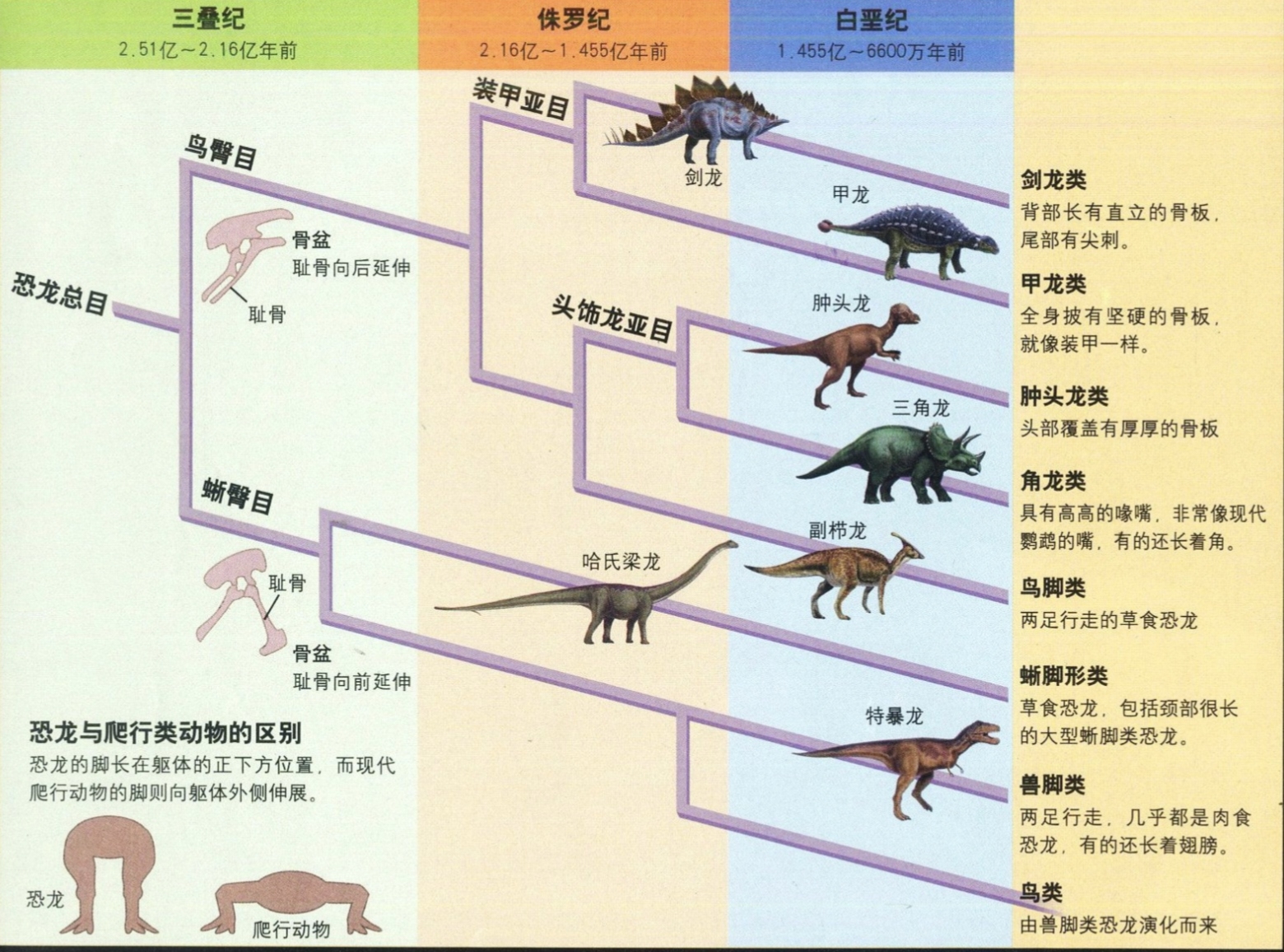 各类恐龙名称及图片图片