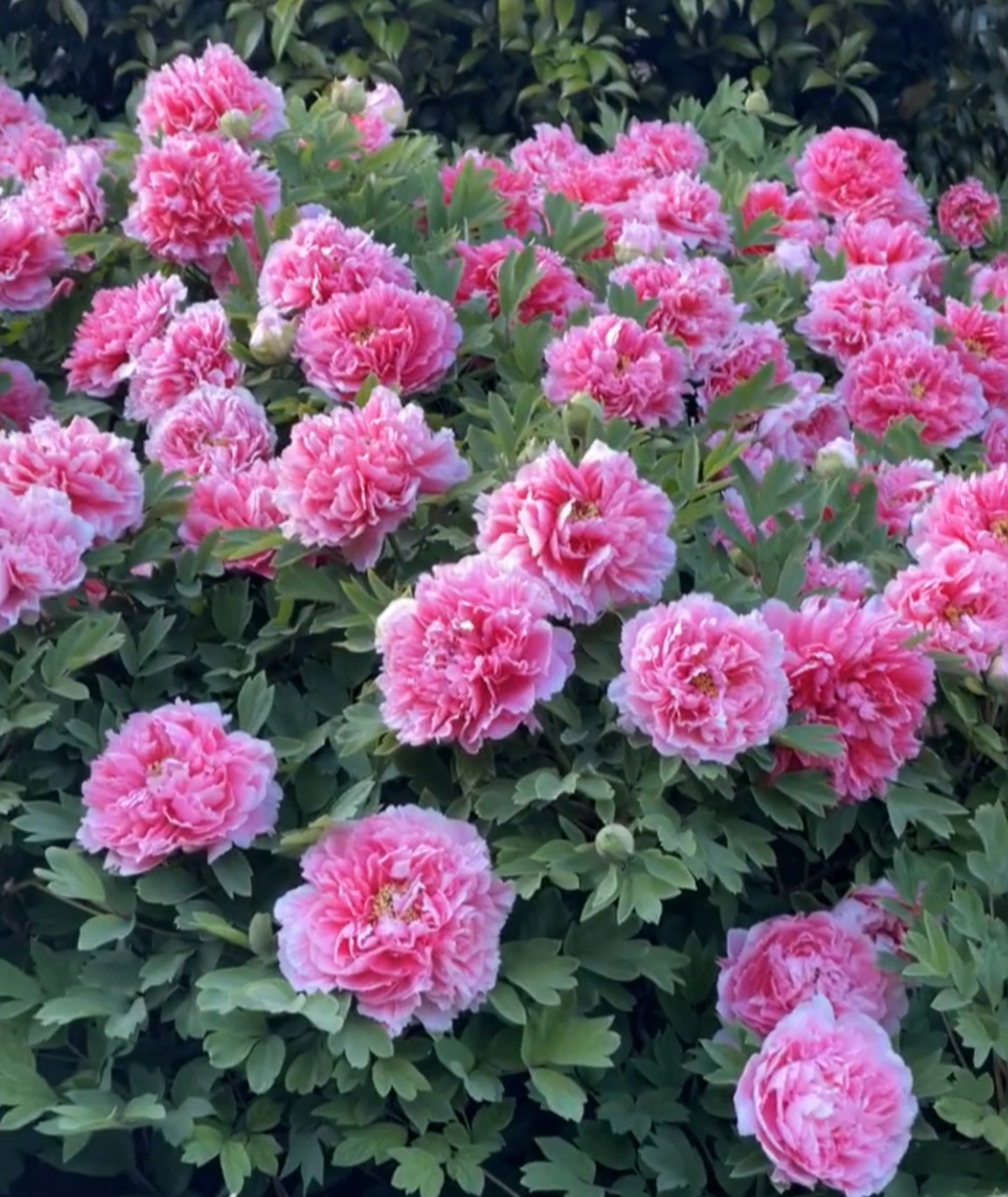 牡丹花, 百花之王 花开富贵 见者好运 赞者发财