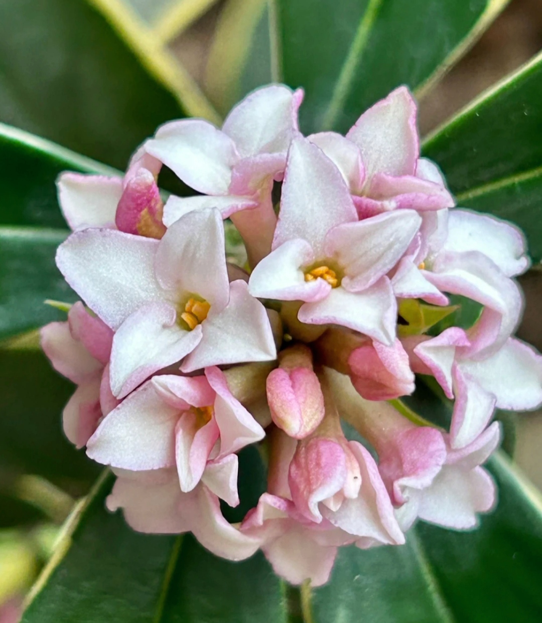 瑞香花真实图片