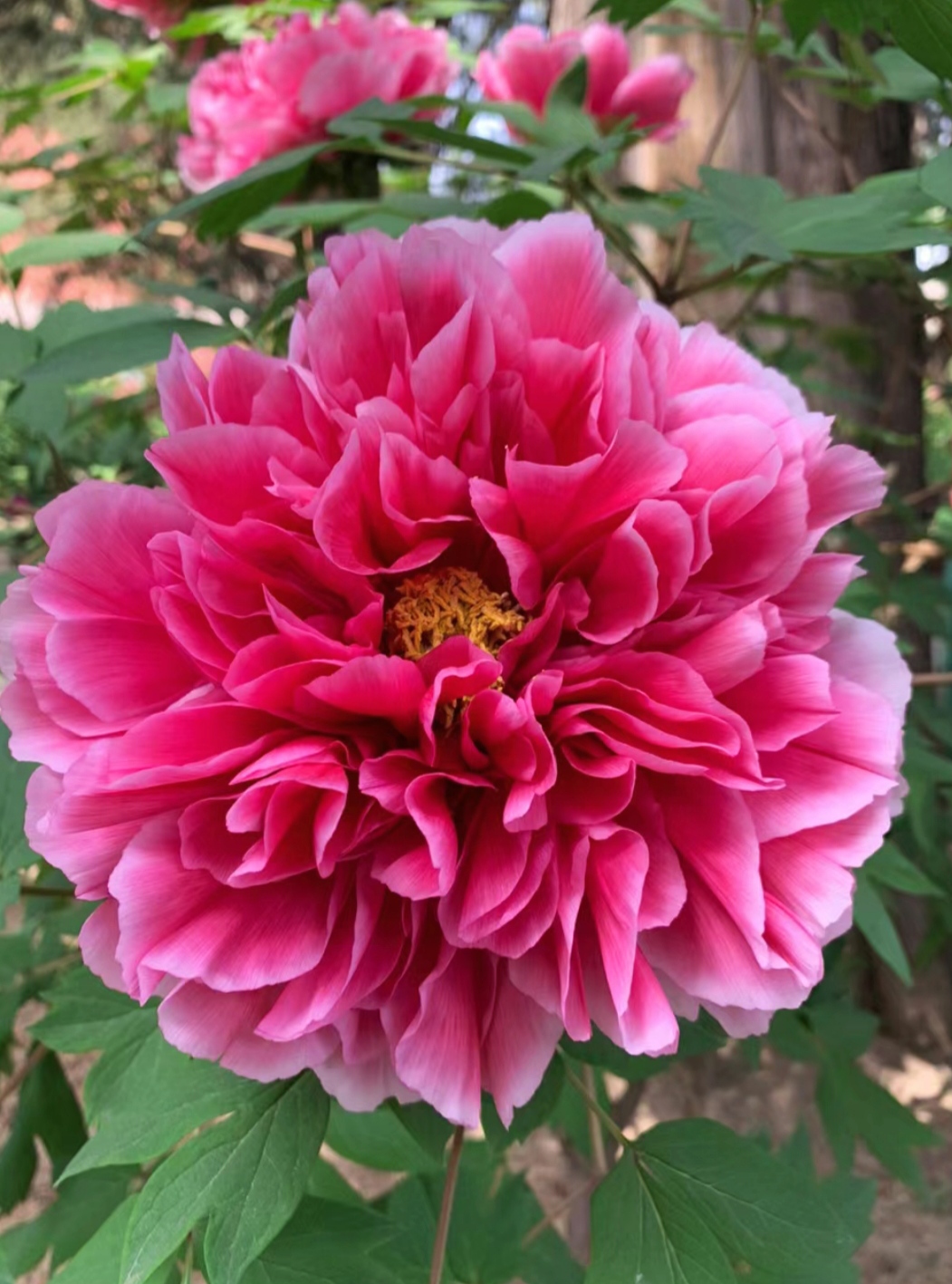 牡丹花, 百花之王 花开富贵 见者好运 赞者发财