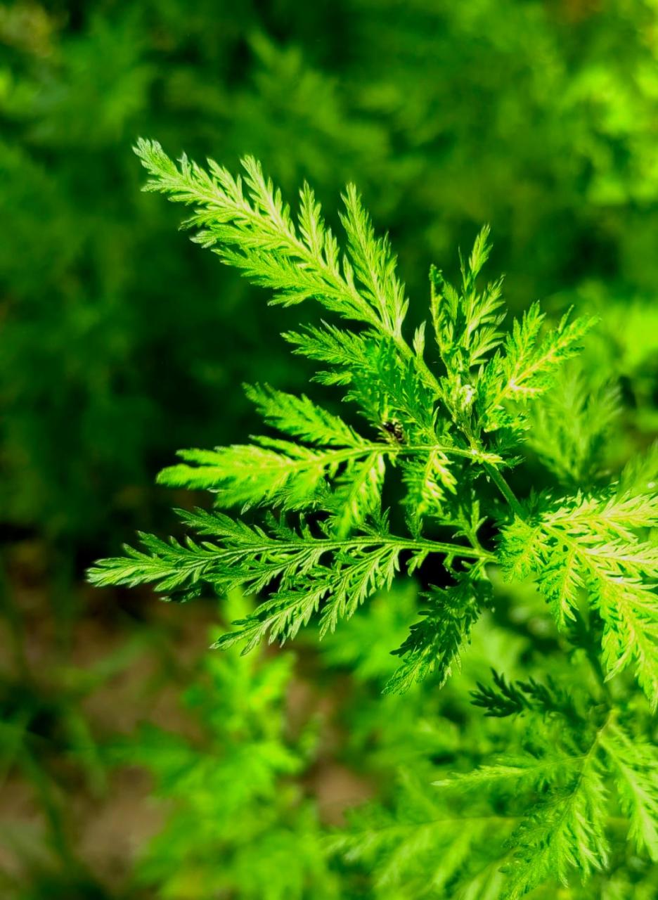 黄花蒿的分布较广,在世界很多地方都有分布,它的适应力较强.