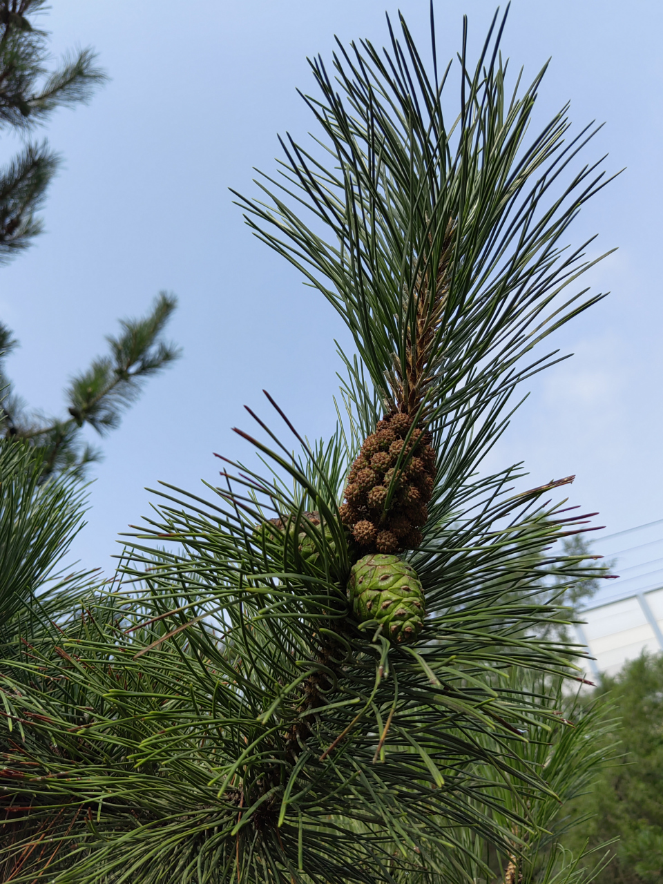 松树花,是有思想的花,是有战斗力的花,是有品质的花,是全天下最美的花