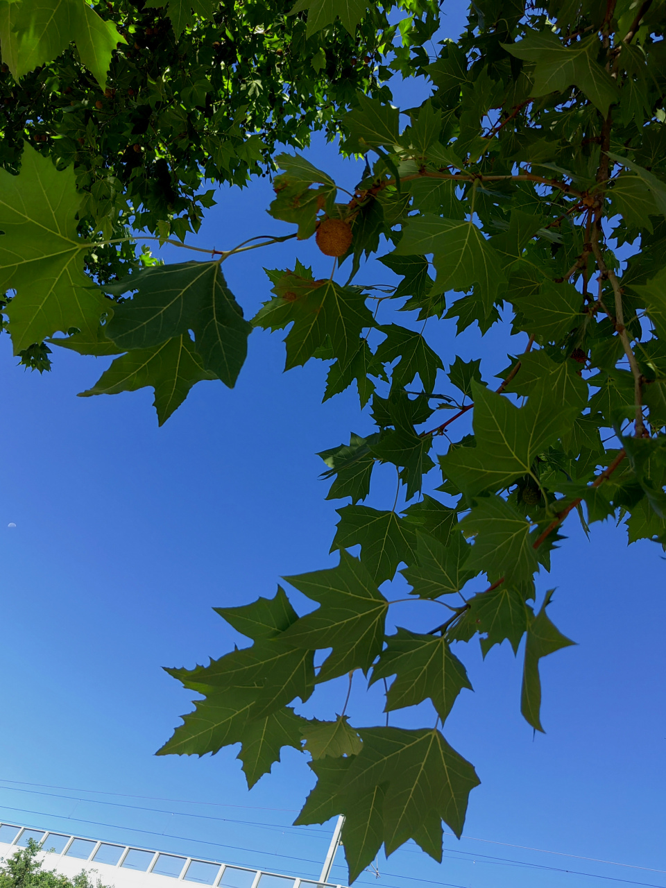 奇异的种子  法国梧桐树的种子,竟然与蒲公英的小伞兵是同样的.