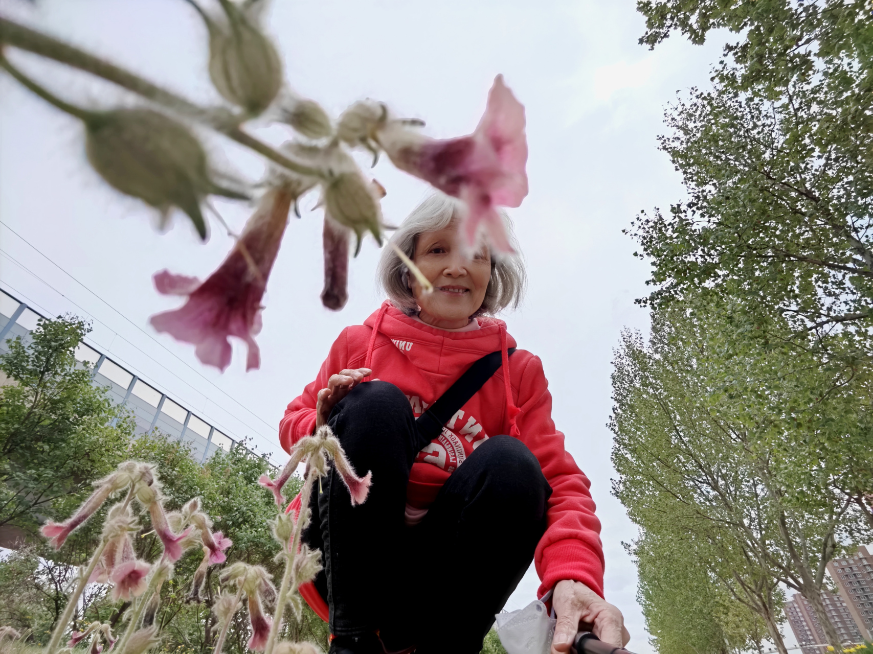 野大烟花长的很高,这个也太矮了吧?