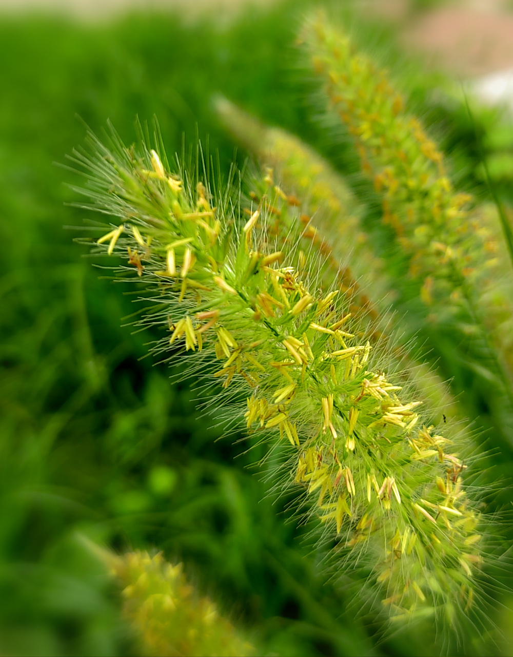 谷莠子在谷子地里,是害群之马,比谷子长的快,吸收的养肥多,影响谷子