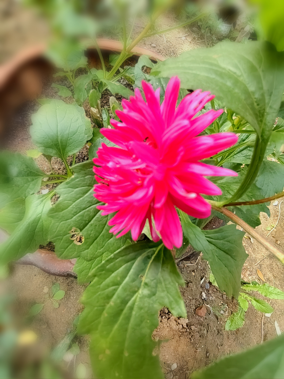 姜孜腊花你见过吗?