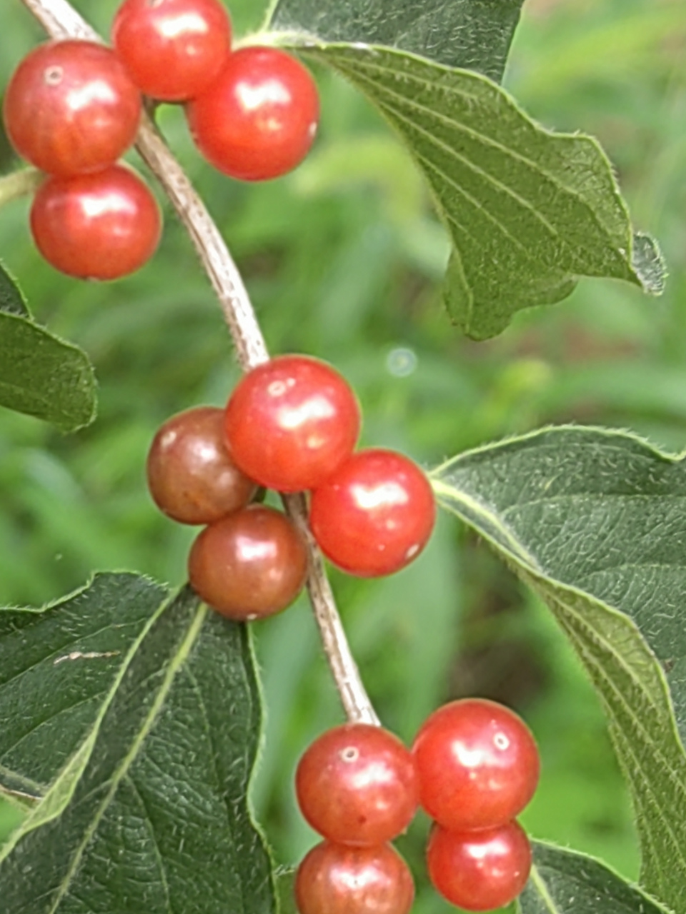 金银花的果实亮相!